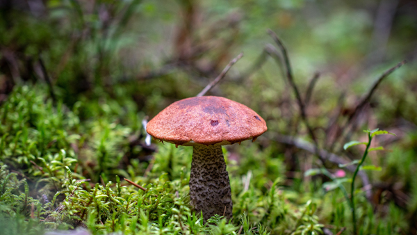 Ein Pilz steht im Walde Herbst 22